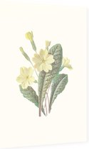 Sleutelbloem (Prim Rose) - Foto op Dibond - 40 x 60 cm