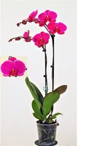 Orchidee van Botanicly – Vlinder orchidee – Hoogte: 65 cm, 2 takken – Phalaenopsis Joy Ride