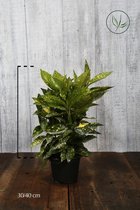 10 stuks | Japanse broodboom 'Crotonifolia' Pot 30-40 cm - Grootbladig - Wintergroen