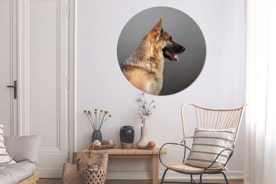 Vue latérale d'un chien de berger allemand Cercle mural aluminium ⌀ 120 cm - tirage photo sur cercle mural / cercle vivant / cercle jardin (décoration murale) XXL / Groot format!