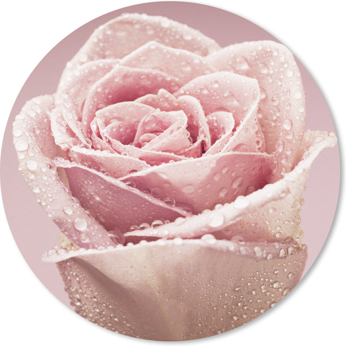Muismat rond 30x30 cm - Mousepad Vroege dauwdruppels op een roze roos - Ronde muismatten