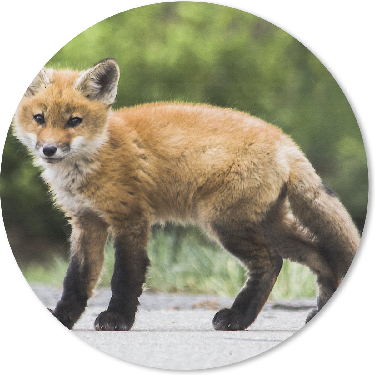 Muismat rond 30x30 cm - Mousepad Vos - Puppy - Weg - Ronde muismatten
