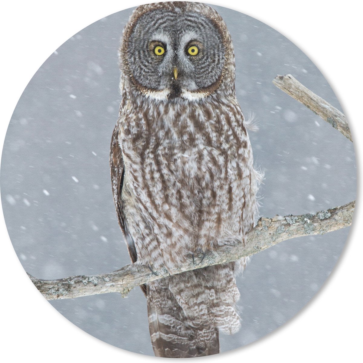 Muismat rond 40x40 cm - Mousepad Uil in de sneeuw - Ronde muismatten