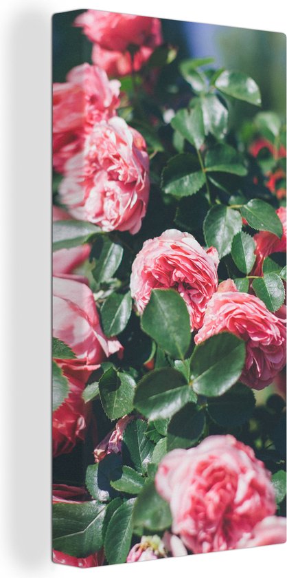 Canvas Schilderij Mooie roze roos in zomertuin - 20x40 cm - Wanddecoratie