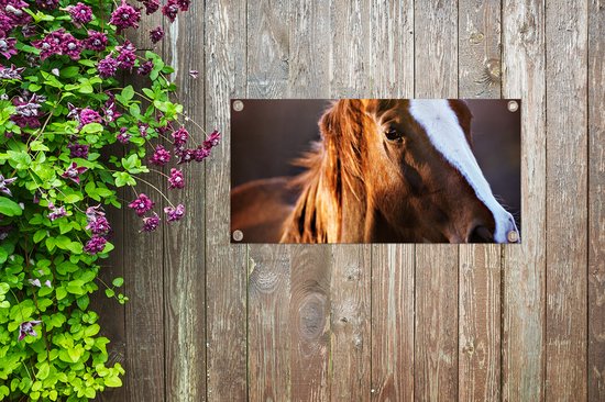 Poster de jardin Cheval - Léger - Fourrure - 60x30 cm - Toile de jardin - Poster extérieur