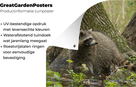 Posters de Posters de jardin Raton laveur - Water - Forêt - 50x50 cm - Toile de jardin - Poster extérieur