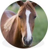 WallCircle - Wandcirkel ⌀ 90 - Paard - Natuur - Portret - Ronde schilderijen woonkamer - Wandbord rond - Muurdecoratie cirkel - Kamer decoratie binnen - Wanddecoratie muurcirkel - Woonaccessoires