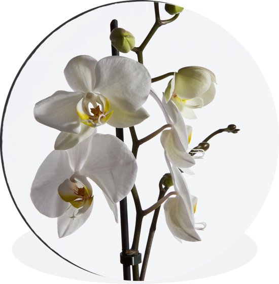 WallCircle - Wandcirkel - Muurcirkel - Witte mot orchidee - Aluminium - Dibond - ⌀ 60 cm - Binnen en Buiten