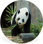 WallCircle - Wandcirkel ⌀ 30 - Panda - Boomstam - Grot - Ronde schilderijen woonkamer - Wandbord rond - Muurdecoratie cirkel - Kamer decoratie binnen - Wanddecoratie muurcirkel - Woonaccessoires
