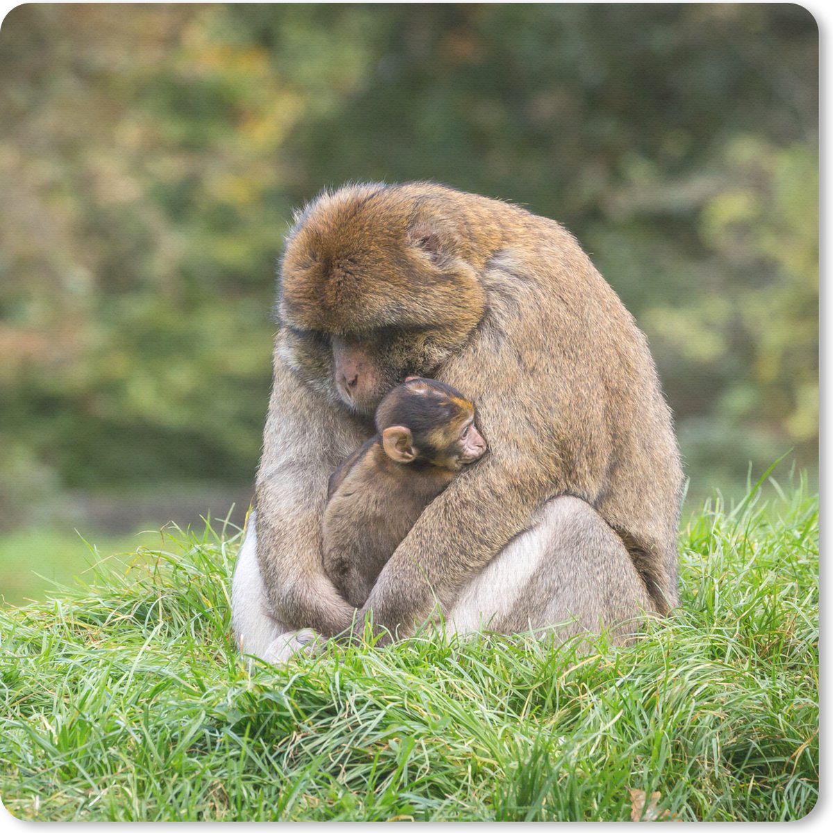 Muismat 20x20 cm - Mousepad Aap - Jong - Gras - Muismatten