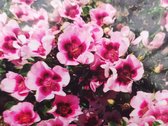 Bravo Babylon Eyes | Persica roos | Roze | Doorbloeiend