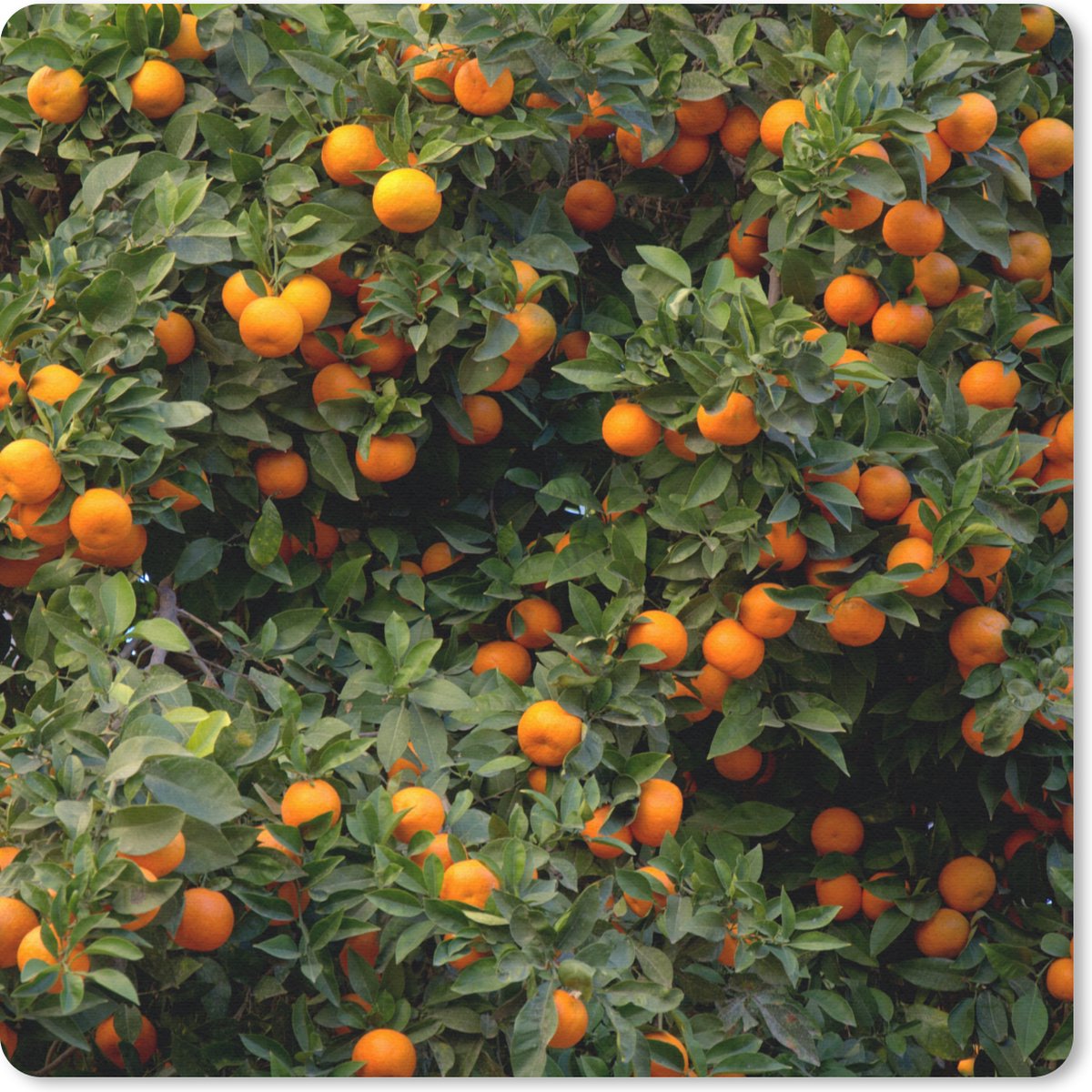 Muismat 30x30 cm - Mousepad Sinaasappel - Boom - Fruit - Muismatten