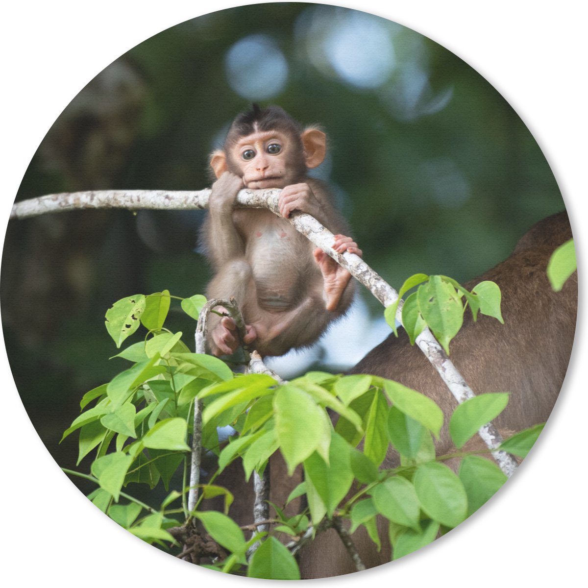 Muismat rond 20x20 cm - Mousepad Baby - Aap - Takken - Ronde muismatten