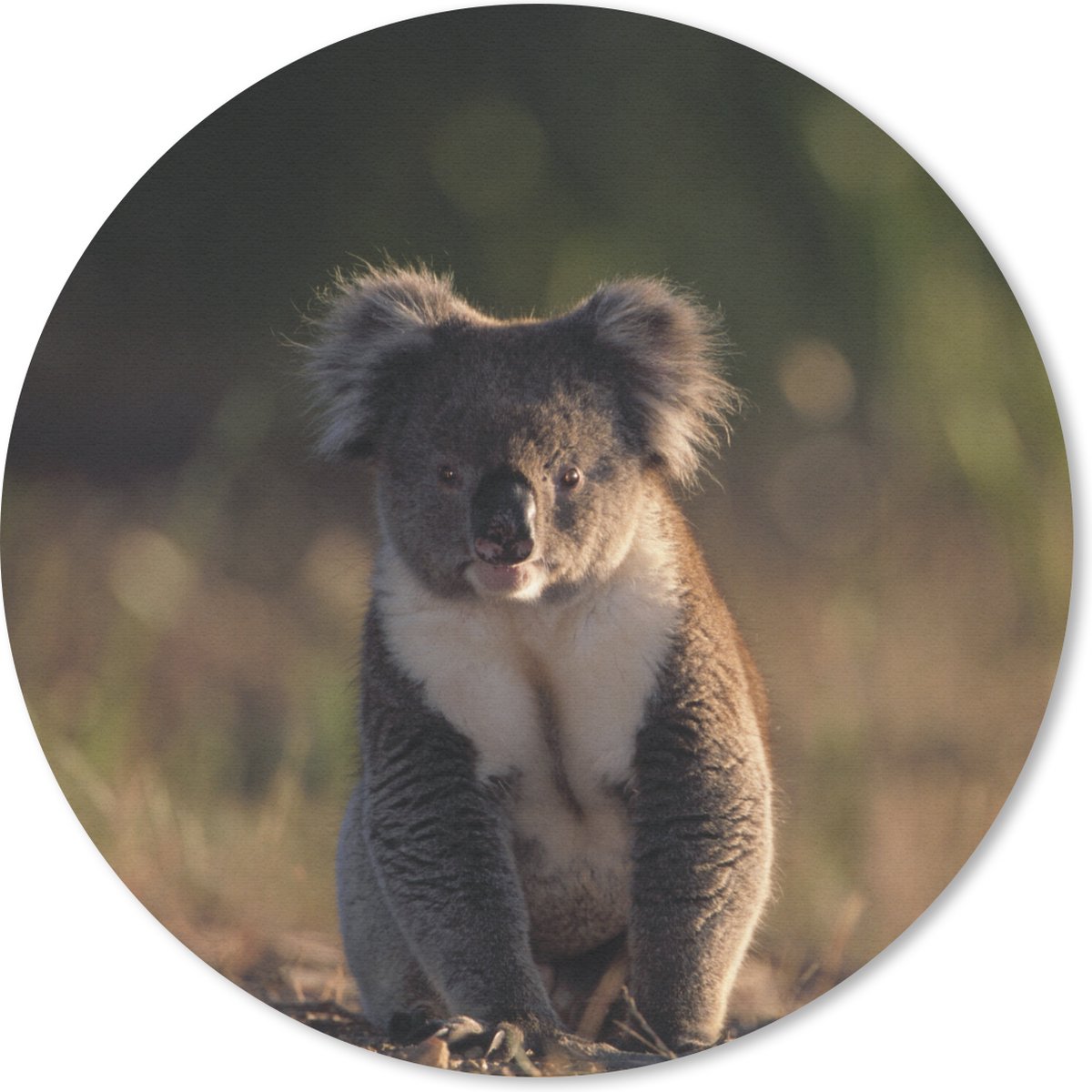 Muismat rond 40x40 cm - Mousepad Koala - Zon - Dier - Kinderen - Jongens - Meisjes - Ronde muismatten