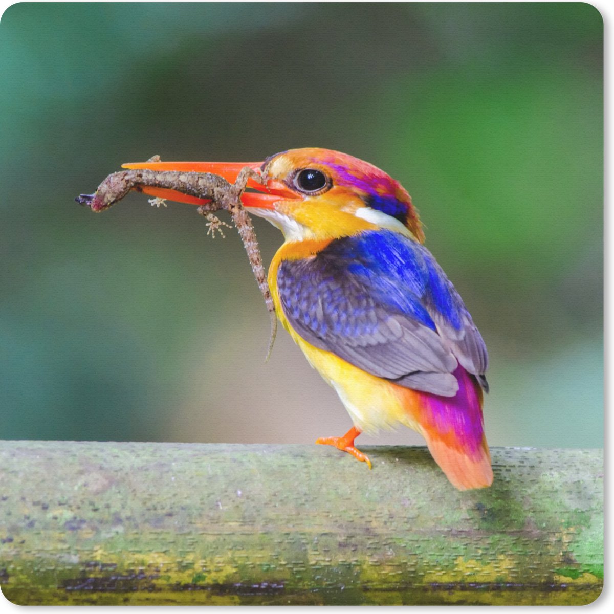 Muismat 20x20 cm - Mousepad IJsvogel - Salamander - Tak - Muismatten