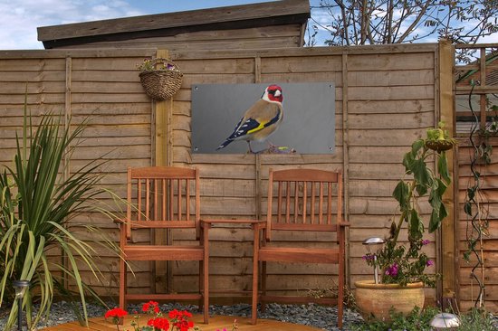 Poster de jardin Un chardonneret regarde droit dans l'appareil photo - 60x30 cm