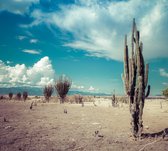 Cactus dans le désert aride - Papier peint photo (en bandes) - 450 x 260 cm