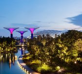 Supertree Grove in Gardens by the Bay in Singapore - Fotobehang (in banen) - 250 x 260 cm