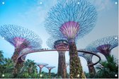 De bomen van Gardens by the Bay in Singapore bij daglicht - Foto op Tuinposter - 120 x 80 cm