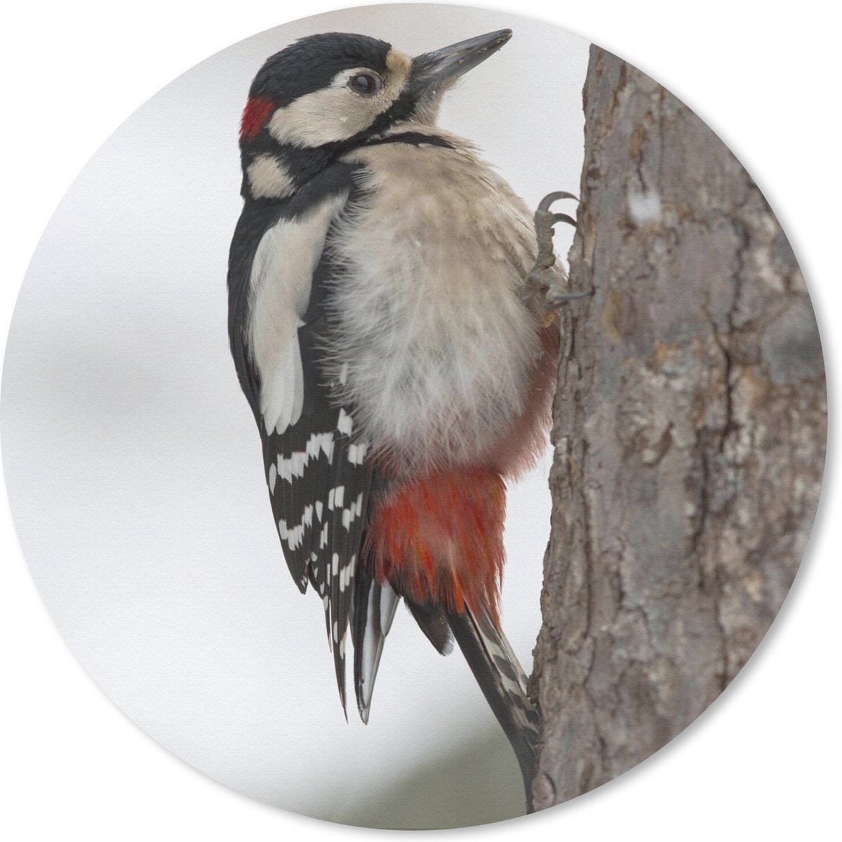 Muismat rond 40x40 cm - Mousepad Een grote bonte specht in de winter - Ronde muismatten