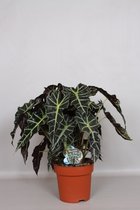 Kamerplant van Botanicly – Olifantsoor – Hoogte: 85 cm – Alocasia Dwarf Amazonica