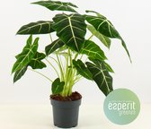 Kamerplant van Botanicly – Olifantsoor – Hoogte: 45 cm – Alocasia Frydek