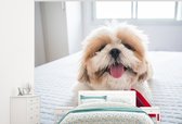 Papier peint photo en vinyle - Un Shih Tzu repose sur un lit blanc largeur 325 cm x hauteur 260 cm - Tirage photo sur papier peint (disponible en 7 tailles)