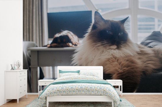 Un chat Ragdoll au repos papier peint photo vinyle largeur 450 cm x hauteur 300 cm - Tirage photo sur papier peint (disponible en 7 tailles)