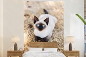 Behang - Fotobehang Een siamese kitten met blauwe ogen in het hooi - Breedte 170 cm x hoogte 260 cm