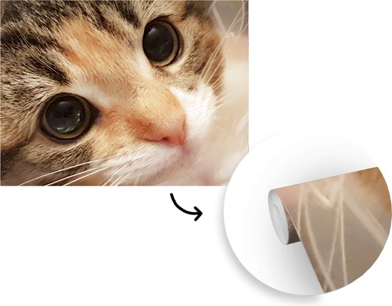 Papier peint photo vinyle - Un gros plan d'un chaton largeur 400 cm x hauteur 300 cm - Tirage photo sur papier peint (disponible en 7 tailles)