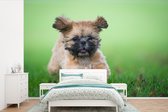 Behang - Fotobehang Een schattige Shih Tzu hond loopt door het gras - Breedte 330 cm x hoogte 220 cm