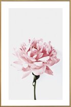 JUNIQE - Poster met kunststof lijst Peony Pink and Grey -30x45 /Ivoor