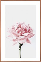 JUNIQE - Poster met kunststof lijst Peony Pink and Grey -20x30 /Ivoor