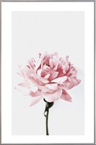 JUNIQE - Poster met kunststof lijst Peony Pink and Grey -60x90 /Ivoor