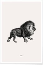 JUNIQE - Poster Lion -40x60 /Grijs & Ivoor