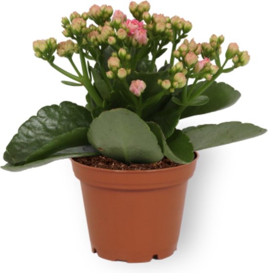 Kamerplant Kalanchoë - met roze bloemen - ± 10cm hoog – 7cm diameter | bol.com