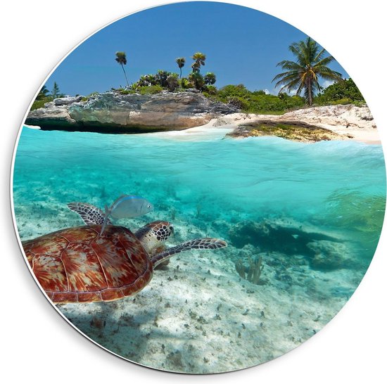 Forex Wandcirkel - Zeeschildpad richting Eiland - 40x40cm Foto op Wandcirkel (met ophangsysteem)