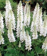 6x Lupine (Lupinus 'Noble Maiden') - P9 pot (9x9)