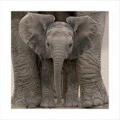 Pyramid Big Ears Baby Elephant Kunstdruk 40x40cm Poster - 40x40cm