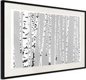 Poster - Birch Wood -45x30