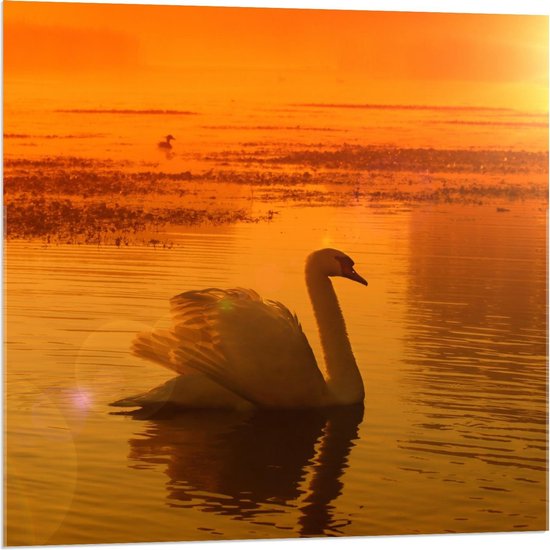 Acrylglas - Zwaan tegen Oranje Horizon - 80x80cm Foto op Acrylglas (Met Ophangsysteem)