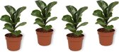 Set van 4 Kamerplanten - Ficus Bambino - ± 25cm hoog - 12cm diameter