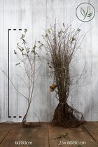 25 stuks | Sleedoorn Blote wortel 60-80 cm | Standplaats: Halfschaduw/Volle zon | Latijnse naam: Prunus spinosa