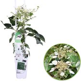 Valse klimhortensia Schizophragma 'Snow Sensation' wit - Winterhard - Winterhard- ↑ 55-65 cm - Pot-Ø 15 cm