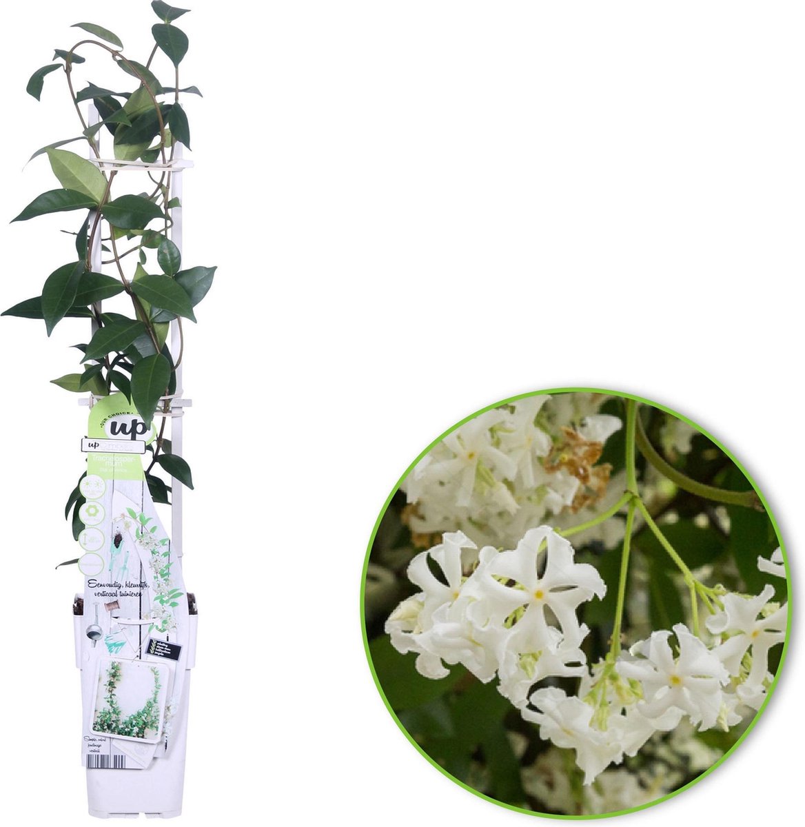 Toscaanse jasmijn, Trachelospermum jasminoides kopen Toscaanse jasmijn, Trachelospermum jasminoides kopen