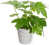 Kamerplant Fatsia Japonica – Vingerplant - ± 25cm hoog – 12 cm diameter - in witte pot