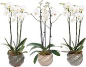 FloriaFor - Wave Mix Phal Wit 3T18+ - - ↨ 60cm - ⌀ 14cm