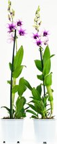 FloriaFor - Dendrobium Sa-nook Polar Fire - - ↨ 55cm - ⌀ 11cm