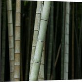 Dibond - Bos van Bamboe Bomen - 80x80cm Foto op Aluminium (Wanddecoratie van metaal)