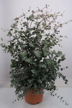 Kamerplant van Botanicly – Eucalyptus – Hoogte: 100 cm